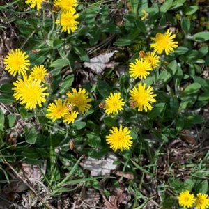 Hieracium pilosella