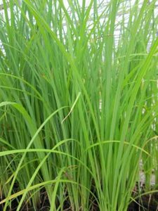 Carex arenaria, Zandzegge