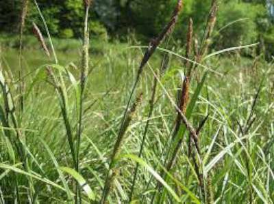 Carex riparia, Zegge