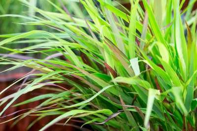 Hakonechloa macra 'Beni Kaze' , Hakonechloa