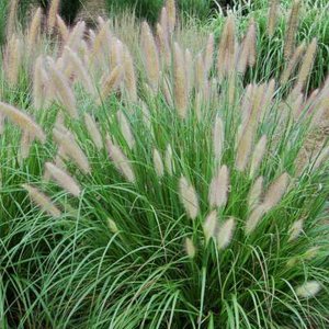 Pennisetum alop. 'Hameln Gold', Lampepoetsergras