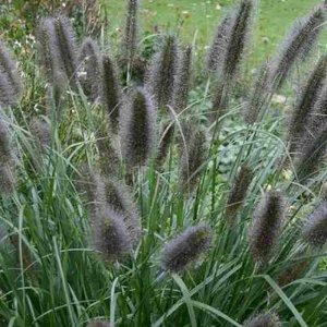 Pennisetum alop. 'Black Beauty' P9, Lampepoetsergras