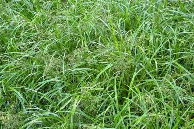 Scirpus sylvaticus, Bosbies