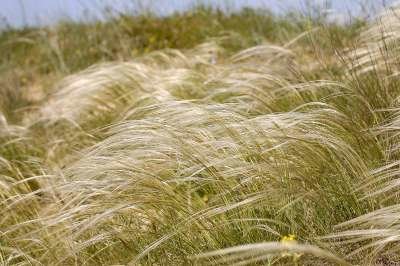Stipa pennata, Vedergras