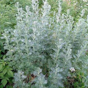 Artemisia absinthium, Bijvoet