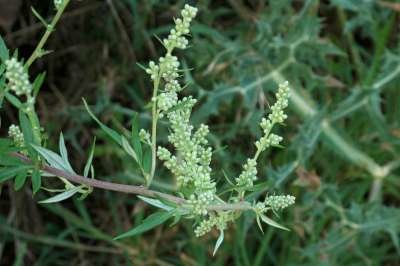 Artemisia vulgaris, Bijvoet