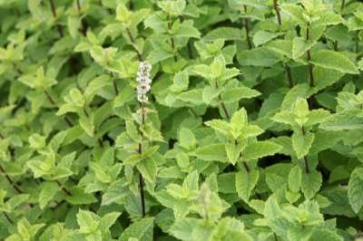 Mentha spicata 'Moroccan', Zwarte pepermunt