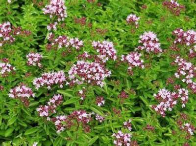 Origanum vulgare 'Compactum', Marjolein, Oregano