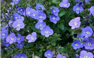 Veronica umbrosa 'Georgia Blue', Ereprijs