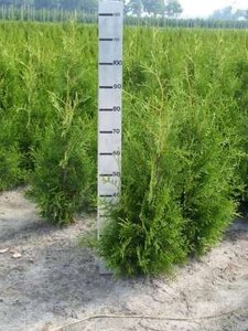 Thuja occ. brabant, 80-100 Kluit, Westerse levensboom