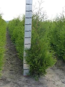 Thuja occ. brabant, 100-120 Kluit, Westerse levensboom