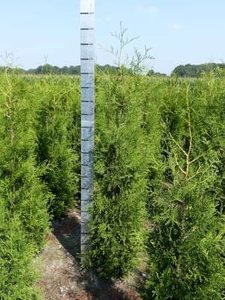 Thuja occ. brabant, 180-200 Kluit, Westerse levensboom