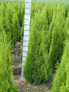 Thuja occ. smaragd, 120-140 Kluit, Levensboom