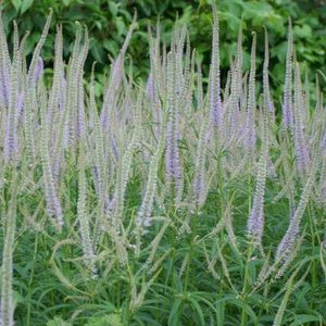 Veronicastrum virginicum 'Lavendeltrum'