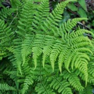 Dryopteris dilatata, Brede stekelvaren