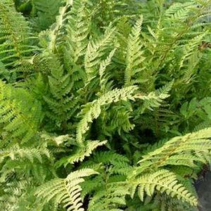 Polystichum setiferum 'Dahlem', Zachte naaldvaren