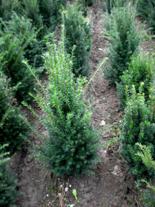 Taxus Baccata, 200-225 kluit, Venijnboom