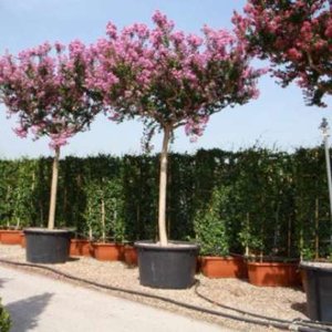Lagerstroemia indica, 10/12 35L pot