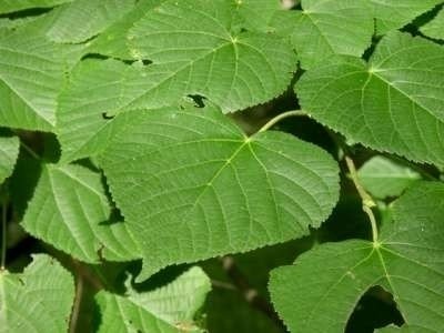 Tilia platyphyllos, Zomerlinde, 1+2 175-200, bosplantgoed