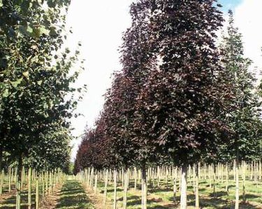 Acer plat. 'Crimson Sentry', stam 200cm 15L, Noorse esdoorn