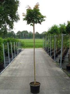 Acer plat. 'Globosum', stam 200cm 15L, Noorse bolesdoorn