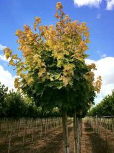 Acer plat. 'Golden Globe', stam 200cm 15L pot, Noorse bolesdoorn