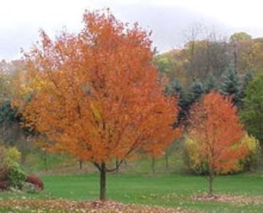 Acer rubr. 'Oktober Glory', 10/12 Blote wortel, Esdoorn