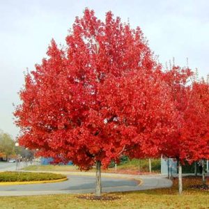 Acer rubrum, 10/12 Blote wortel, Esdoorn