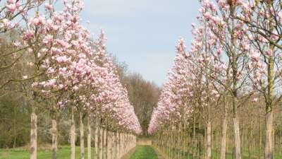 Magnolia 'Heaven Scent', 10/12 Draadkluit, beverboom