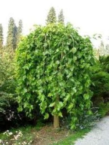 Morus alba 'Pendula', stam 200cm 20L pot, Witte treurmoerbei