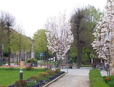 Prunus ser. 'Amanogawa', 10/12 Blote wortel, Japanse sierkers