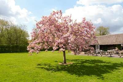 Prunus ser. 'Pink Perfection', 8/10 Blote wortel, Japanse sierkers