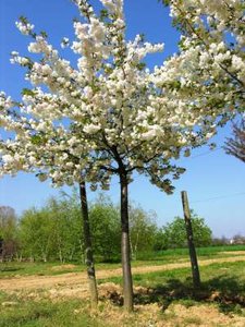 Prunus ser. 'Shirotae', 8/10 Blote wortel, Japanse sierkers