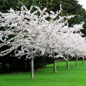Prunus yedoensis, 10/12 Blote wortel, Yoshinokers
