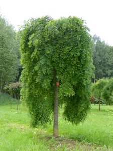 Sophora jap. 'Pendula', 8/10 Blote wortel, Honingboom (=Styphnolobium)