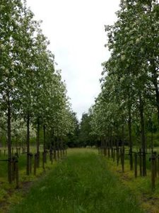 Sorbus int. 'Brouwers', 10/12 Blote wortel