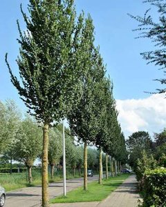 Ulmus 'Columella', 8/10 Blote wortel