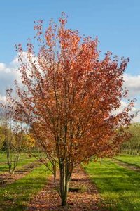 Acer rubrum meerst., 200/250 cm Draadkluit, Esdoorn