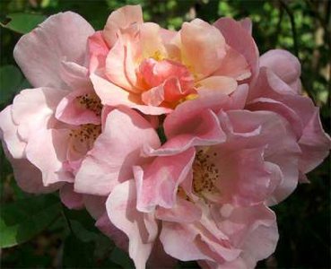 Rosa 'Clair Matin', Blote wortel, Trosrozen