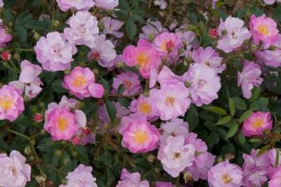 Rosa 'Lavender Dream', Blote wortel, Trosrozen