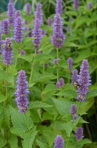 Agastache foeniculum, Anijsplant, Dropplant