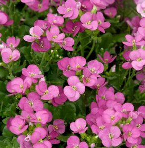 Arabis caucasica 'Little Treasure Deep Rose', Rijstebrij, Randjesbloem