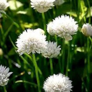 Allium schoenoprasum 'White One', Sierui