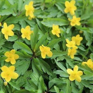 Anemone ranunculoides, Anemoon