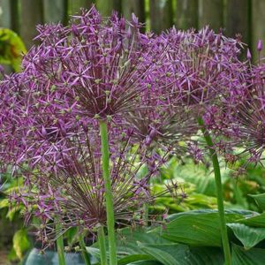 Allium christophii, Sierui