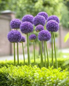 Allium 'Gladiator', Sierui