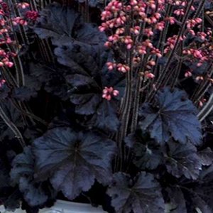 Heuchera 'Timeless Night', ® Purperklokje