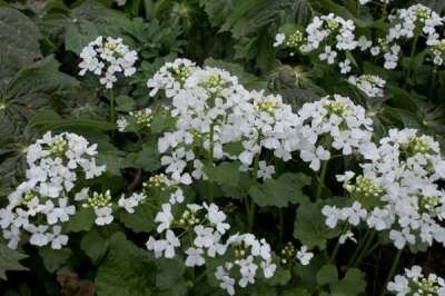 Pachyphragma macrophyllum
