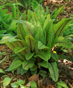 Rumex sanguineus, Zuring