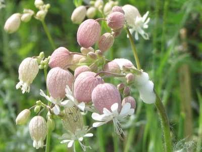 Silene vulgaris, Dagkoekoeksbloem